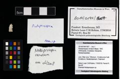 Foto (Objekt + Etikett) von Nodoprosopon ornatum (Meyer, 1842)  (NHMW-GEO-2014-0194-1007)